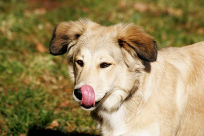 Close-up of a dog