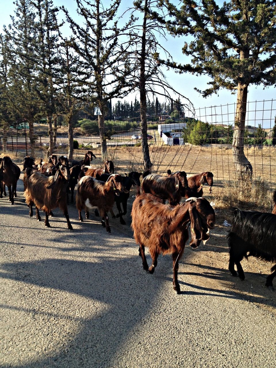 animal themes, domestic animals, mammal, road, tree, livestock, transportation, horse, sunlight, street, medium group of animals, shadow, walking, three animals, herbivorous, day, sky, two animals, working animal