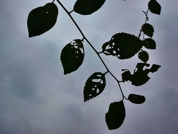 Low angle view of trees against sky