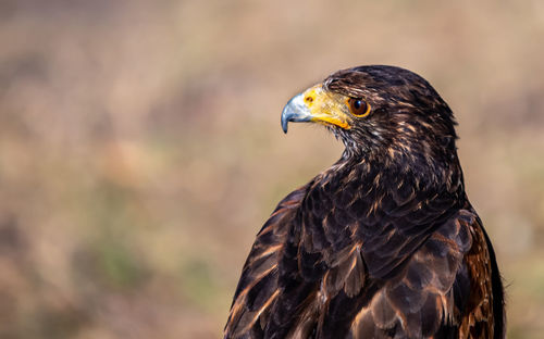 Close-up of a bird