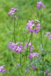 Close-up of purple flowers blooming outdoors