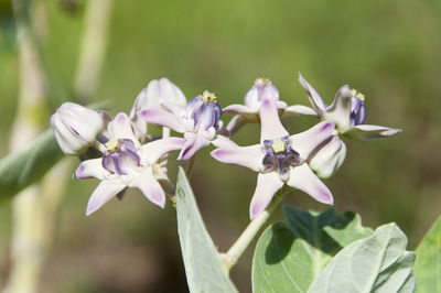 Close-up of flowers