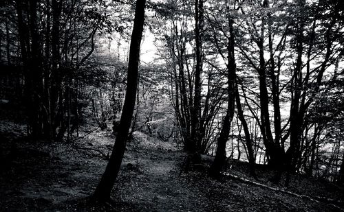 Trees in forest