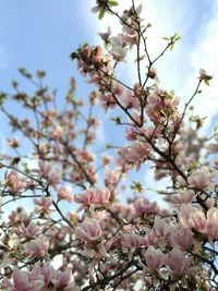 Low angle view of pink flowers on tree