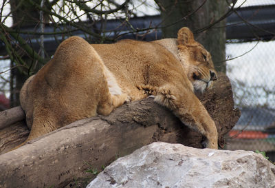 Close-up of monkey in zoo