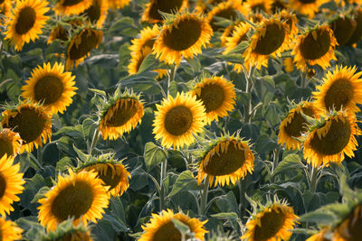 Full frame shot of sunflowers on field