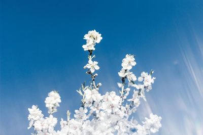 Low angle view of white flowering tree against blue sky