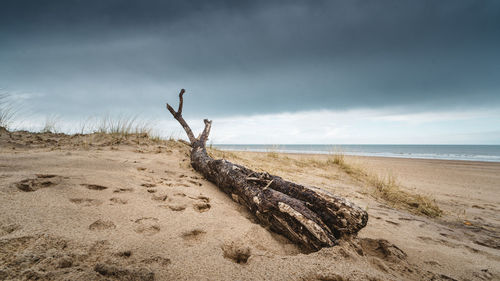 Driftwood on beach against sky