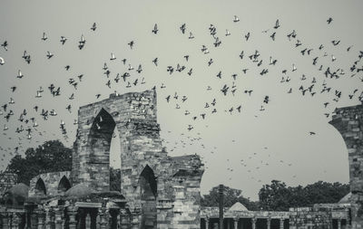 Low angle view of birds flying in old town