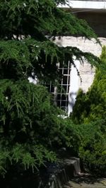 View of lush foliage