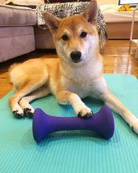 Portrait of dog lying on exercise mat at home