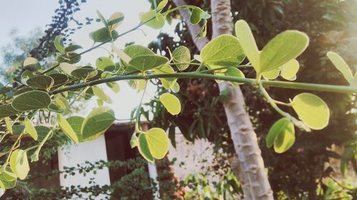 Low angle view of leaves on tree