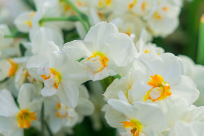 Close-up of white flowering plant