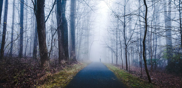 Road amidst trees in forest