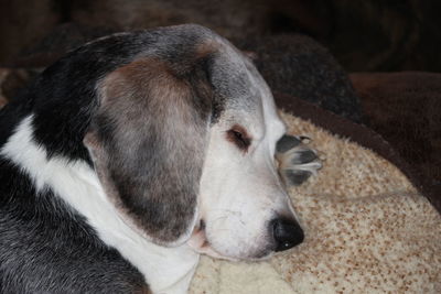 Close-up of a dog