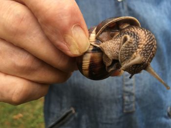 Close-up of a hand holding a turtle