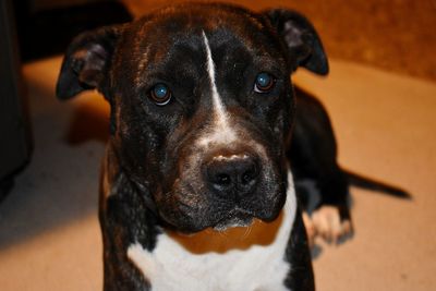 Close-up portrait of black dog at home