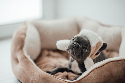 Portrait of dog sitting on sofa at home