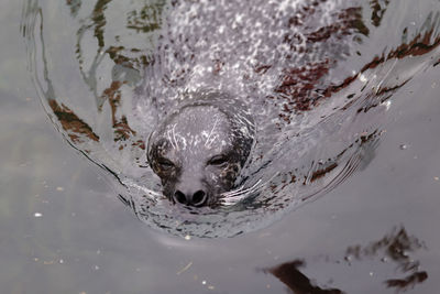 High angle view of animal swimming in water