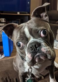 Close-up portrait of a dog at home