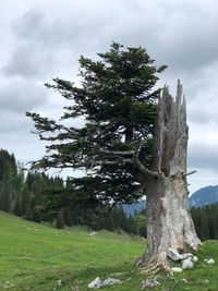 Tree on field against sky