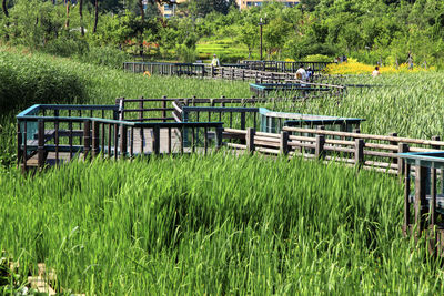 Empty bench on grassy field