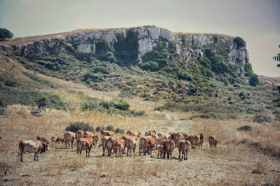 Flock of horses on field