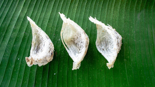 High angle view of dead fish on leaves