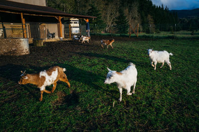 Sheep in a field