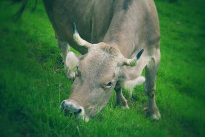 Close-up of cow on field