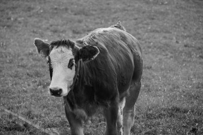 Portrait of horse standing in field