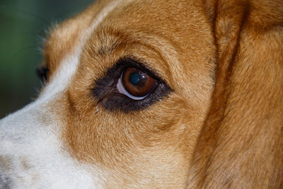 Close-up of a dog looking away