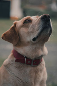 Close-up of dog looking up on field