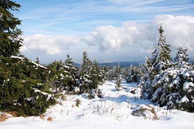 Trees on snow covered field against sky