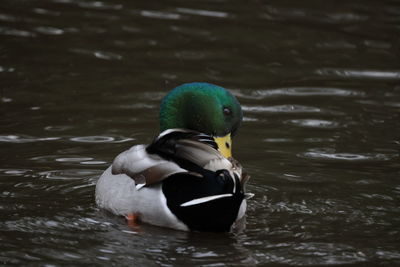 Close-up of duck swimming in lake