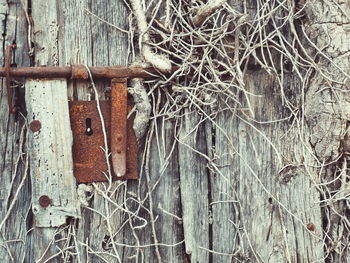 Close-up of rusty metal hanging on tree