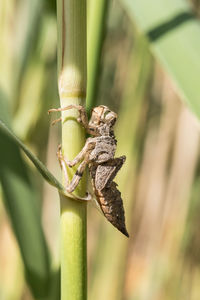 Close-up of insect on plant