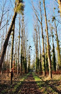 Man amidst trees against sky
