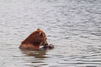 Side view of bear in rippled river