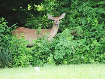 View of deer amidst plants on field