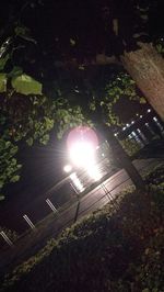 Low angle view of trees at night