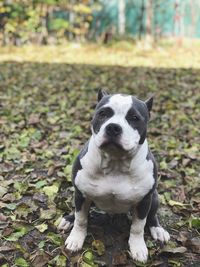 Close-up portrait of dog
