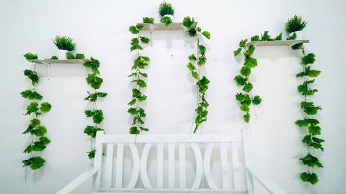 Potted plants on chair against white wall