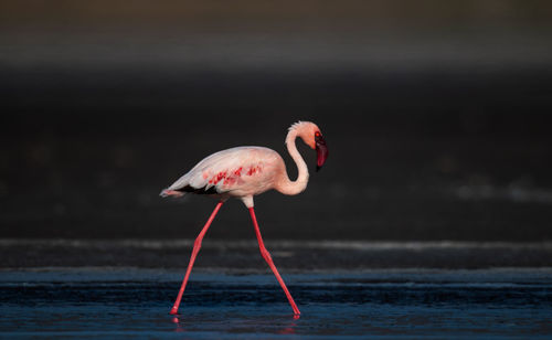 Bird standing in a sea