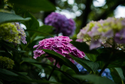 Close-up of purple flower