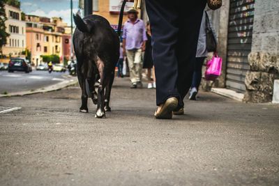 Dog standing on street