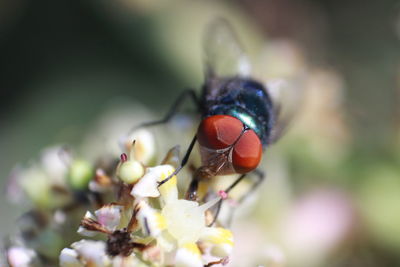 Close-up of insect on flower
