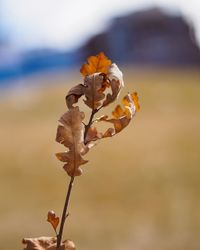 Close-up of wilted plant