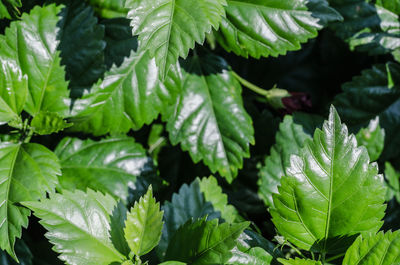 Full frame shot of green leaves