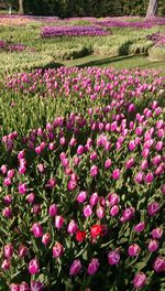 Pink flowers blooming outdoors